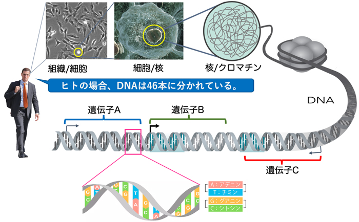 染色体 dna 違い