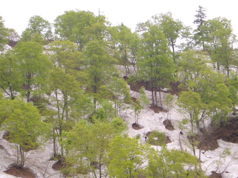 雪融けとブナの新緑