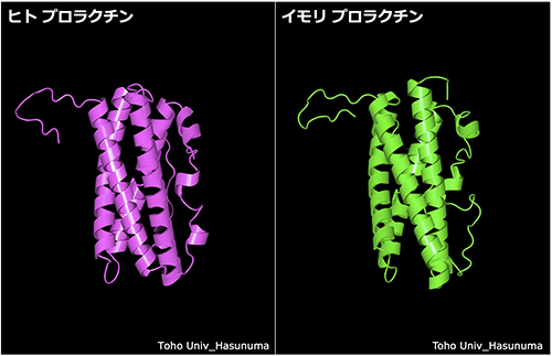 図1 ヒトプロラクチンとイモリプロラクチンの立体構造