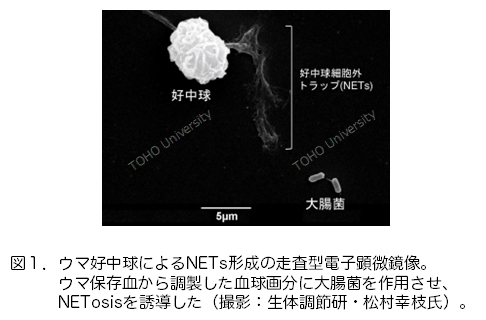 図１．ウマ好中球によるNETs形成の走査型電子顕微鏡像。