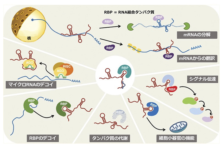 図１　細胞質lncRNAによるさまざまな遺伝子発現の制御の様式