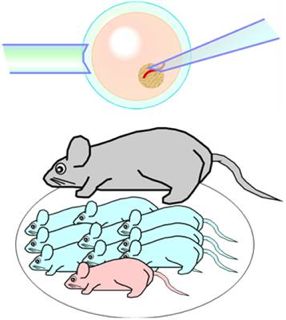 遺伝子導入動物(トランスジェニック動物)